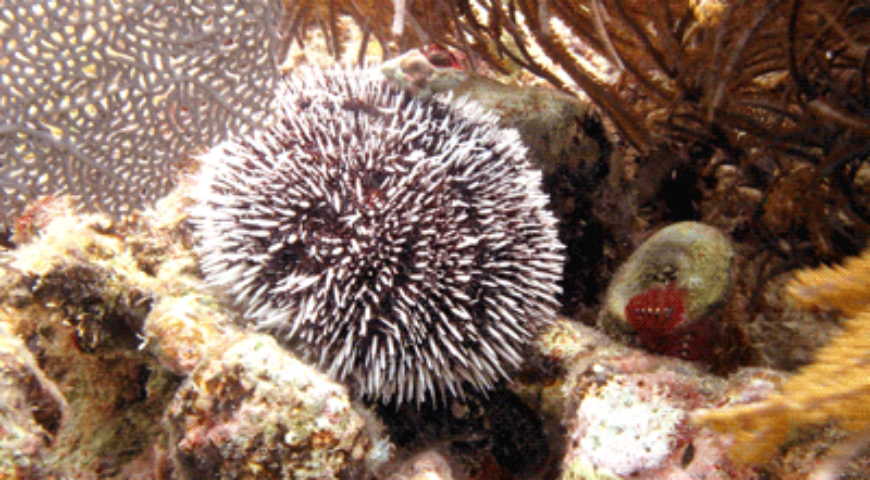 seaegg